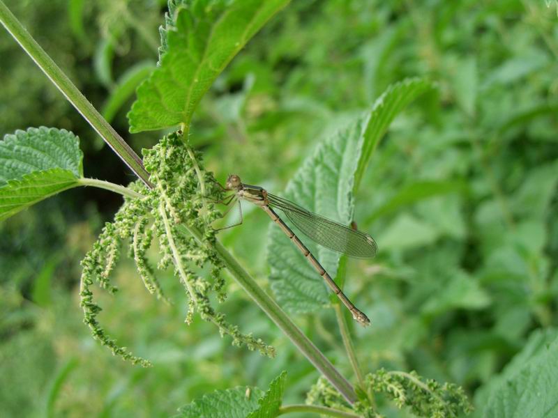 Chalcolestes viridis